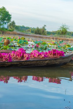 Pembe nilüferler, Moc Hoa, Long An Eyaleti, Vietnam 'da sakin bir nilüfer havuzunda yüzen geleneksel ahşap bir tekneye konur. Sahne, Mekong Deltası 'nın barışçıl kırsal güzelliğini ve günlük yaşamını temsil ediyor. 