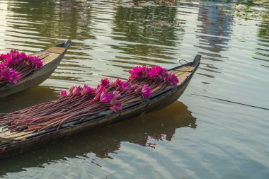 Pembe nilüferler, Moc Hoa, Long An Eyaleti, Vietnam 'da sakin bir nilüfer havuzunda yüzen geleneksel ahşap bir tekneye konur. Sahne, Mekong Deltası 'nın barışçıl kırsal güzelliğini ve günlük yaşamını temsil ediyor. 