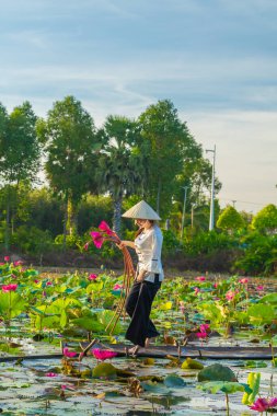 Long An, Vietnam - 22 Ağustos 2024: Vietnamlı bir kadın konik şapka takıyor ve geleneksel kumaş örtü ile tahta bir tekneyi Lotus havuzunda kürek çekerek Moc Hoa, Long An Eyaleti, Vietnam 'da pembe nilüferleri hasat ediyor. Fotoğraf, huzurlu güzelliği yakalıyor.