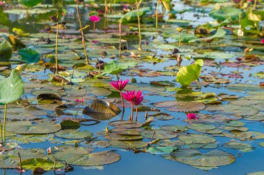 Pembe nilüferler, Moc Hoa, Long An Eyaleti, Vietnam 'da sakin bir nilüfer havuzunda yüzen geleneksel ahşap bir tekneye konur. Sahne, Mekong Deltası 'nın barışçıl kırsal güzelliğini ve günlük yaşamını temsil ediyor. 