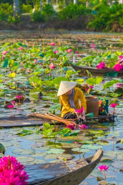 Long An, Vietnam - 22 Ağustos 2024: Vietnamlı bir kadın konik şapka takıyor ve geleneksel kumaş örtü ile tahta bir tekneyi Lotus havuzunda kürek çekerek Moc Hoa, Long An Eyaleti, Vietnam 'da pembe nilüferleri hasat ediyor. Fotoğraf, huzurlu güzelliği yakalıyor.