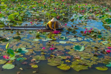 Long An, Vietnam - 22 Ağustos 2024: Vietnamlı bir kadın konik şapka takıyor ve geleneksel kumaş örtü ile tahta bir tekneyi Lotus havuzunda kürek çekerek Moc Hoa, Long An Eyaleti, Vietnam 'da pembe nilüferleri hasat ediyor. Fotoğraf, huzurlu güzelliği yakalıyor.