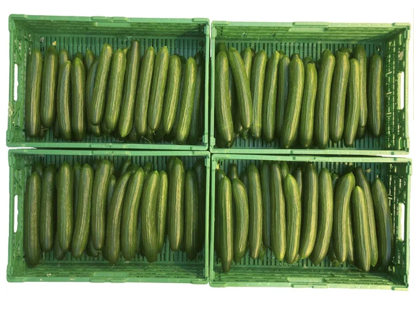 Pepinos en cajas de plástico verde, cosechando pepinos en invernaderos — Foto de Stock