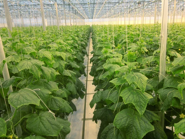 Gurken, die in einem Gewächshaus für Hydrokultur wachsen. frische Bio-Gurken — Stockfoto