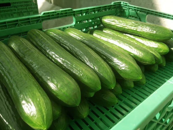 Oogsten van komkommers in een kassen — Stockfoto