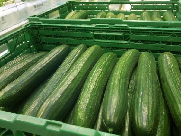 Oogsten van komkommers in kassen, komkommers in een groene doos — Stockfoto