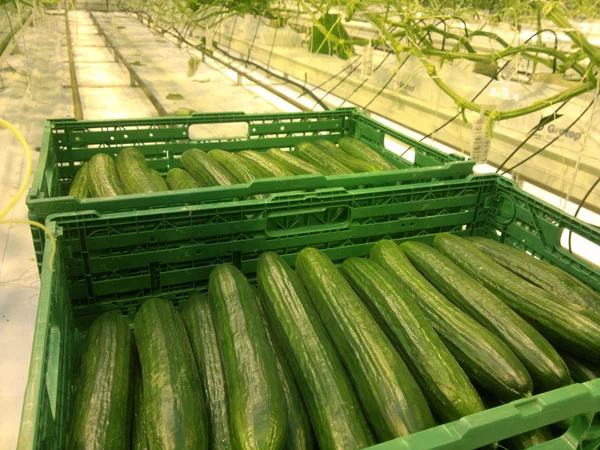 Colheita de pepinos em estufas, pepinos em uma caixa verde — Fotografia de Stock