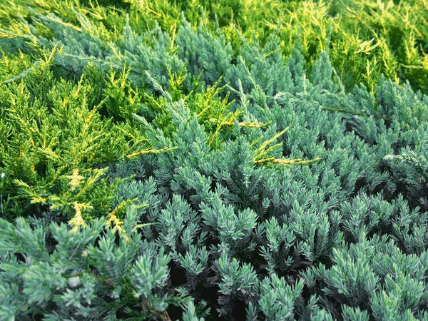 Juniperus horizontalis "Golden Carpet" och Juniperus squamata "Blue Carpetat" — Stockfoto