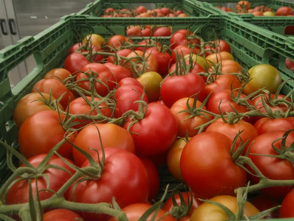 Oogsten van tomaten, tomaten op een tak in een doos — Stockfoto
