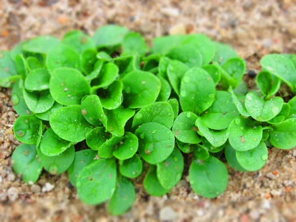 Фельд салат (кукурудзяний салат, листя ягнят) вирощування поля свіжого зеленого салату Листя з краплями води . — стокове фото