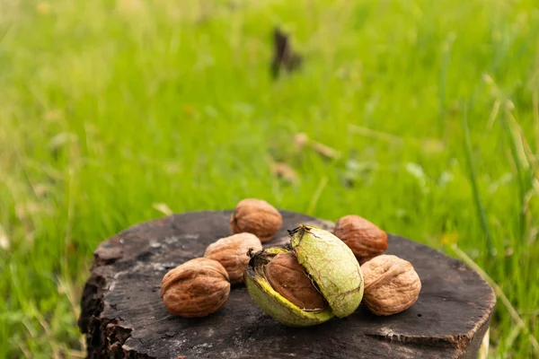 Grüne Blätter und unreife Walnüsse. Früchte einer Walnuss. — Stockfoto