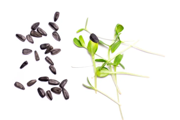 Close-up de microgreens de girassol no fundo branco. Germinação de Sementes em casa. Microgreens de colheita. — Fotografia de Stock