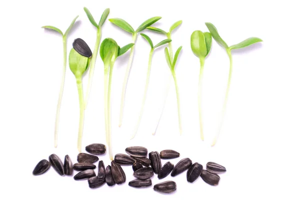 Close-up de microgreens de girassol no fundo branco. Germinação de Sementes em casa. Microgreens de colheita. — Fotografia de Stock