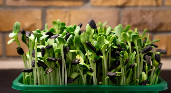 Microgroene zonnebloem. Rauwe spruiten microgreens, gezond eten. — Stockfoto