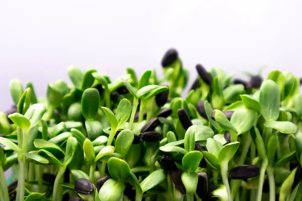 Микрозеленый подсолнечник. Сырая капуста микрозелень, здоровое питание. — стоковое фото