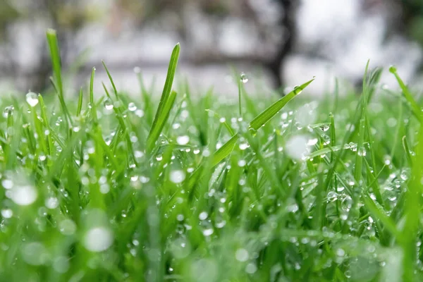 Spring season sunny lawn mowing in the garden with drops of water dew. Lawn blur with soft light for background. — Stock Photo, Image
