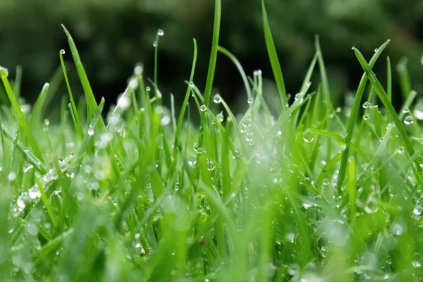 Spring season sunny lawn mowing in the garden with drops of water dew. Lawn blur with soft light for background. — Stock Photo, Image