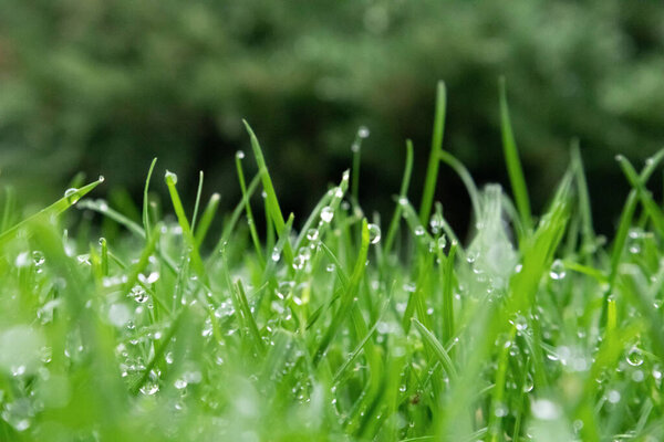 Spring season sunny lawn mowing in the garden with drops of water dew. Lawn blur with soft light for background.