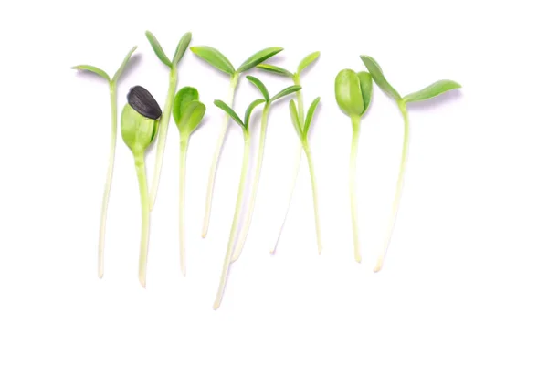 Närbild av solros mikrogröna på den vita bakgrunden. Frö Germination hemma. Gröda mikrogröna växter. — Stockfoto