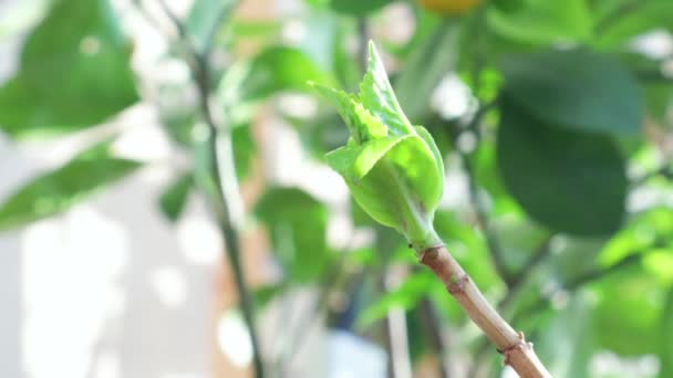 Lapso de tempo de uma hortênsia de folhas que se desenrola na primavera. — Vídeo de Stock