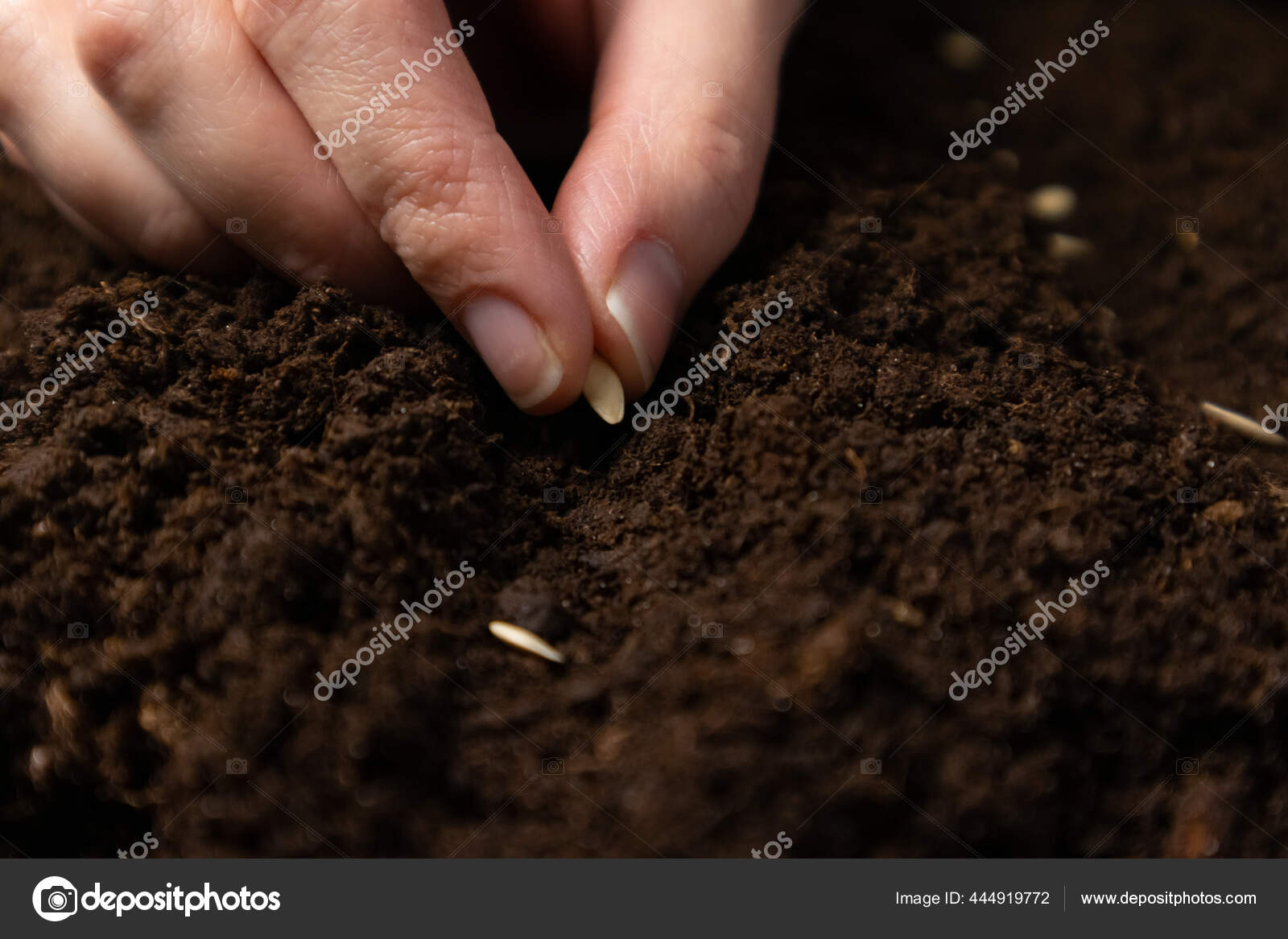 Biji Gergaji Tangan Petani Di Tanah Yang Dekat Petani Tangan Tanaman Benih Selektif Fokus Stok Foto C Sacha T Meta Ua 444919772