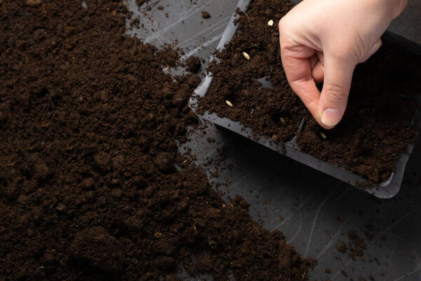 Farmer hand sawing seed on soil close up. Farmers Hand Planting Seeds, selective focus.
