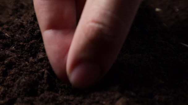 Manos agricultoras plantando semillas de pepino en el jardín de primavera. — Vídeos de Stock