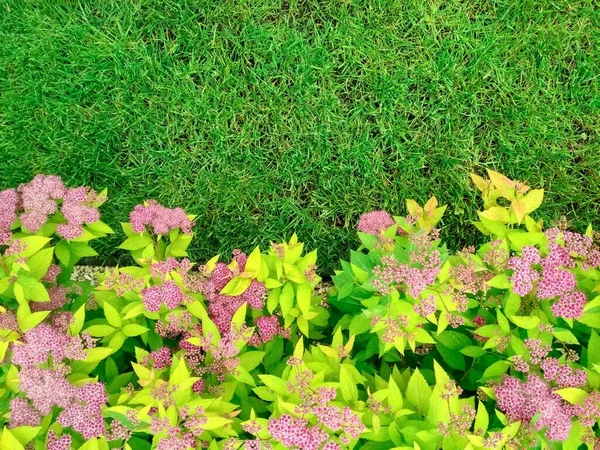 明るい緑の芝生と花を持つ春の庭の風景デザインのフロントヤード｜Spiraea. — ストック写真