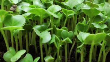 İlkbaharda bitki yetiştirme, zaman aşımı. Filizlenme yeni doğmuş turp mikroyeşil.