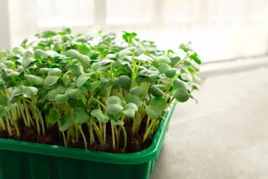 Pencere kenarında büyüyen mikro yeşiller. Kutuda büyüyen mikro yeşil turp. seçici odak