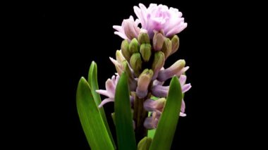Bahar çiçekleri Hyacinth açılıyor. Siyah arka planda güzel çiçekler açıyor. Zaman Uygulaması.