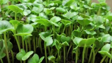 İlkbaharda bitki yetiştirme, zaman aşımı. Filizlenme yeni doğmuş turp mikroyeşil.