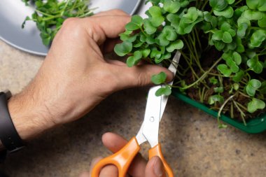 Erkek eli taze mikroyeşil turp filizlerini kesiyor. Çiğ lahanalar mikroçinler, sağlıklı yiyecekler..