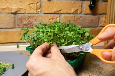 Erkek eli taze mikroyeşil turp filizlerini kesiyor. Çiğ lahanalar mikroçinler, sağlıklı yiyecekler..