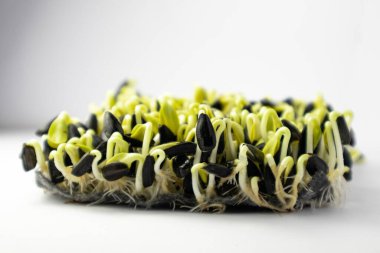 Seçici odaklanma. Çiğ lahanalar mikroçinler, sağlıklı yiyecekler. Beyaz arkaplanda filizlenen ayçiçekleri.