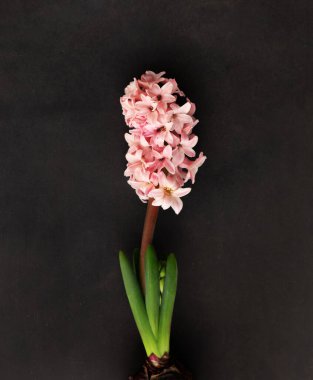 Siyah arka planda bahar çiçeği sümbülü. Seçici odaklanma. Üst görünüm.