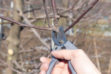 Meyve bahçesinde elma budamak. Mavi bir gökyüzünde, güneşte bir elma bahçesi.