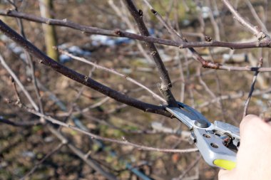 Meyve bahçesinde elma budamak. Mavi bir gökyüzünde, güneşte bir elma bahçesi.
