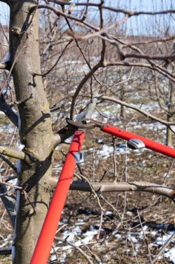 Meyve bahçesinde elma budamak. Mavi bir gökyüzünde, güneşte bir elma bahçesi.