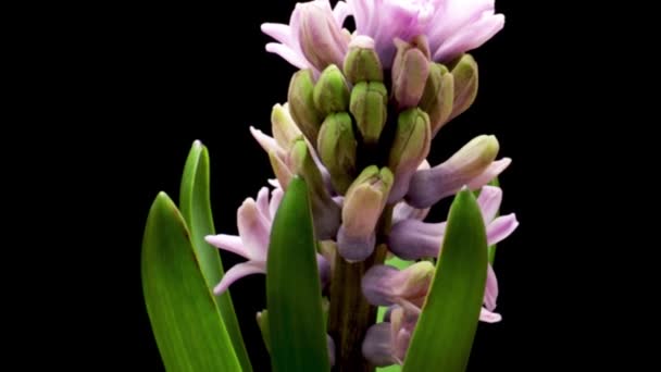 Flores de primavera Apertura jacinto. Florecimiento de hermosas flores sobre fondo negro. Cronograma. — Vídeo de stock