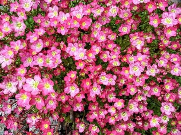 Many little pink flowers saxifraga background. Saxifraga pink little flowers background. Purple flowers background — Stock Photo, Image