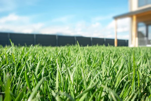 Close up of green lawn on a sunny day. Blue sky on the background. Selective focus — Stock Photo, Image