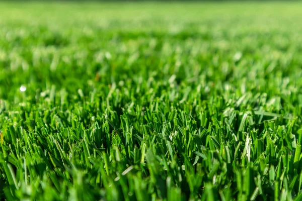 Close up of green lawn on a sunny day. Selective focus. — Stock Photo, Image