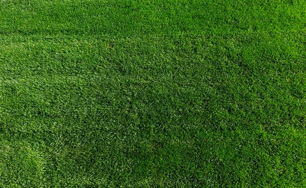 Close up of green lawn on a sunny day. Selective focus. — Stock Photo, Image