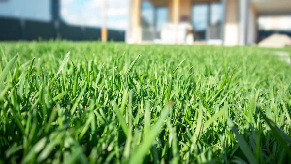 Närbild av grön gräsmatta på en solig dag. Blå himmel på bakgrunden. Selektiv inriktning — Stockfoto