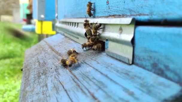 Abejas de miel volando alrededor de la colmena en campo de primavera. Las abejas que regresan vuelan a la colmena. — Vídeos de Stock