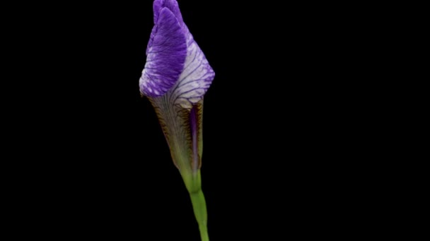 Tidsförskjutning av växande blå iris blomma. Våren blomma iris blommar på svart bakgrund. — Stockvideo