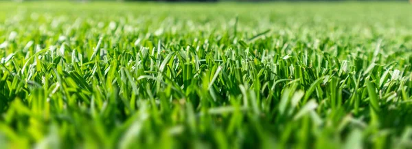 Närbild av grön gräsmatta på en solig dag. Selektiv inriktning. — Stockfoto