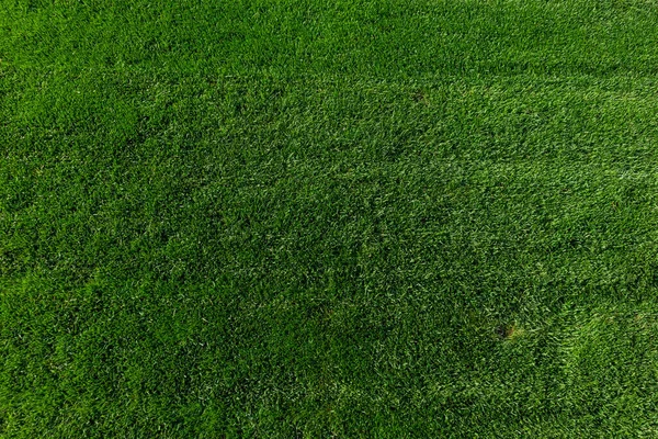 Primer plano de césped verde en un día soleado. Enfoque selectivo. —  Fotos de Stock