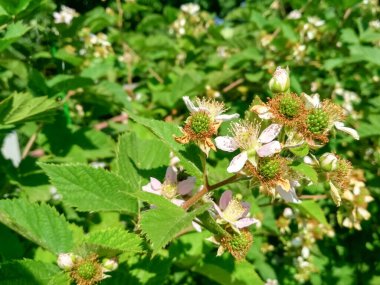Böğürtlen. Blackberry çiçekli çalılığın yakınında. Olgunlaşmamış böğürtlenler seçici bir odak ile çalılıklarda.